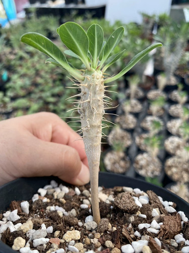 Cm 1 pezzo cactus - cm,