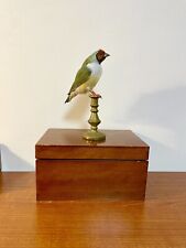 Taxidermy, Cabinet De Curiosités: Diamante Di Gould (Erythrura gouldiae)