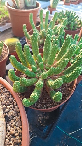 Euphorbia esculenta