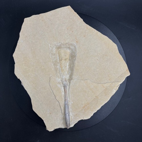 Hibolites hastatus fossil - hibolites,