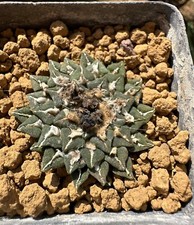 Ariocarpus kotschoubeyanus v