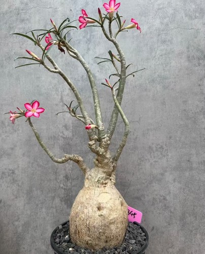 Adenium obesum suomali - obesum, "suomali"