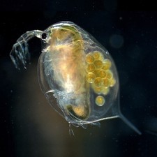 Daphnia magna vive - daphnia, –