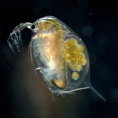 Daphnia magna vive 200 - magna, ~200