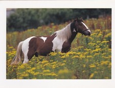 ****   Pferd  *  Horse