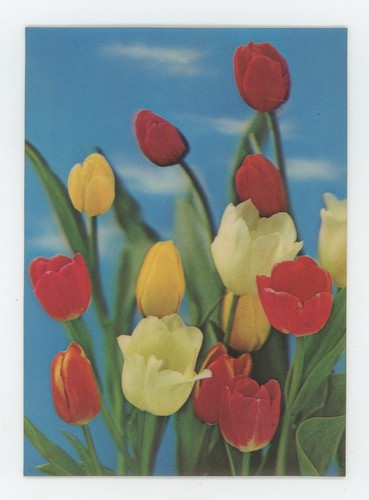 Tulipani rossi gialli - tulipani, e