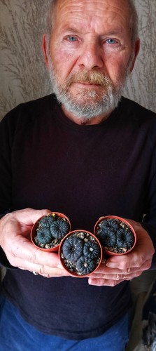 Frailea castanea black - castanea,