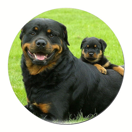 Collana rottweiler mamma - rottweiler,