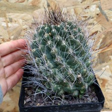 Thelocactus tulensis vaso - vaso, 12