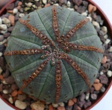 Euphorbia obesa (verde scuro) SELEZIONATA with brown lines 26CT no crested
