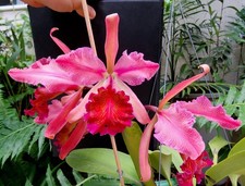 Cattleya dowiana var. Pianta