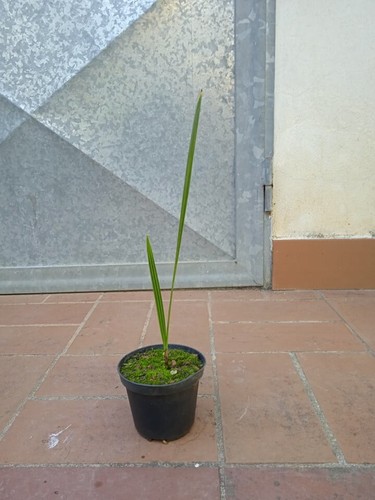 Pianta phoenix dactylifera - pianta,