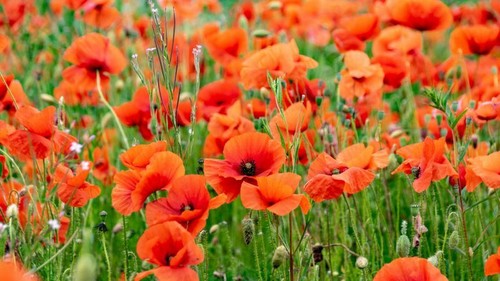Papaver rhoeas circa 10000 - papaver,