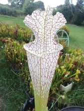 Sarracenia leucophylla  'Mont