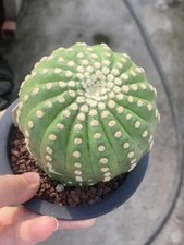 Notocactus uebelmannianus