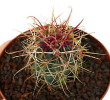 Ferocactus chrysacanthus spine ROSSE X spine GIALLE - NO crestato variegato