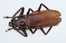 Prioninae, Macrotoma sp., maschio, A1-, 53 mm, Tanzania, #CP56