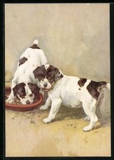 The Smooth Fox Terrier, ritratto, cartolina 