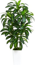 Pianta di Dracaena Artificiale