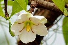 GELSOMINO DIVINO 10+ semi -