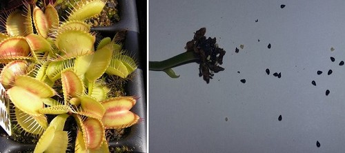 Semi dionaea muscipula - (10),