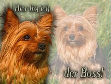 YORKSHIRE TERRIER cartello