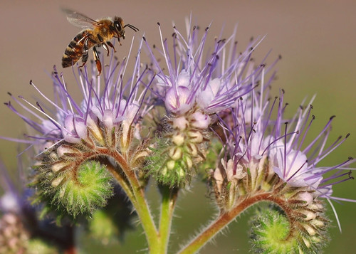 Phacelia tanacetifolia 1000 - phacelia, 1000+