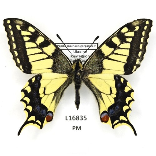 Papilionidae papilio machaon - papilionidae,,