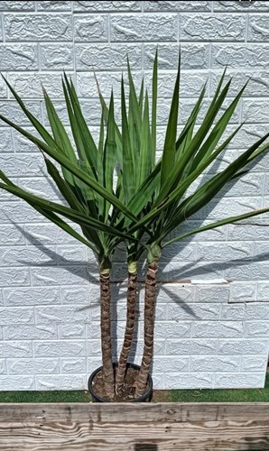 Pianta jucca elefantina - pianta,