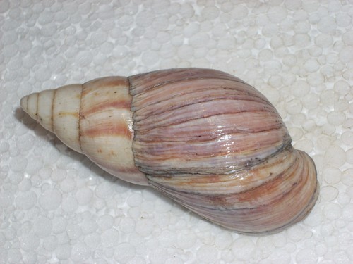 Lissachatina immaculata hard - lissachatina,