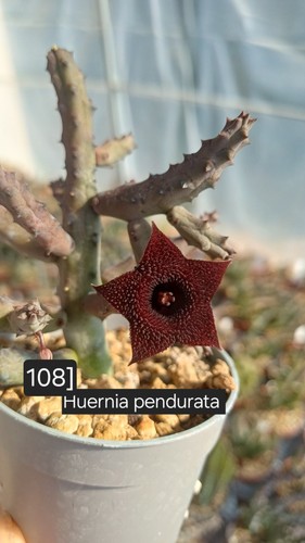 Talea radicata huernia - radicata,