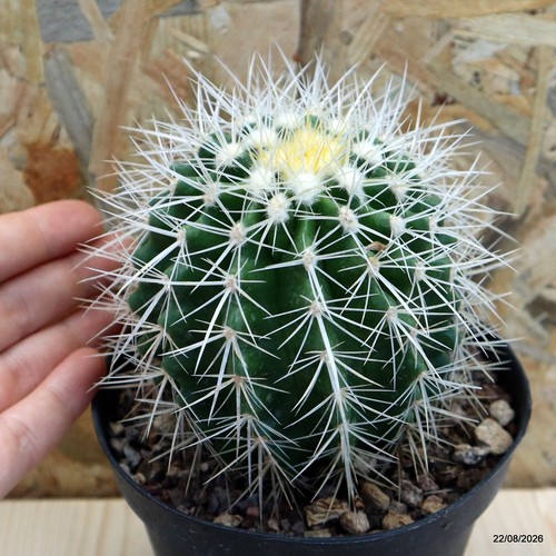 Echinocactus grusonii