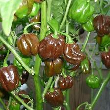 20 SEMI PEPERONCINO HABANERO CHOCOLATE " -+