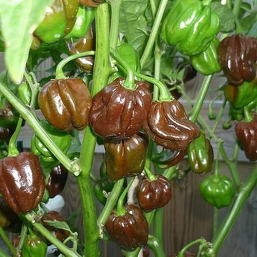 Semi peperoncino habanero - 20,
