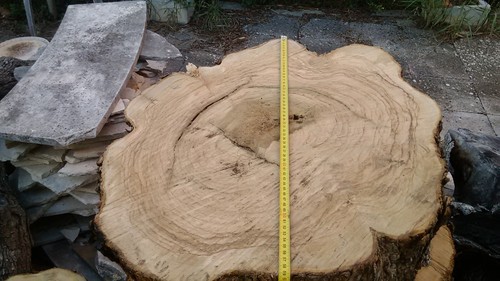 Ceppo legno massello ulivo - ceppo,