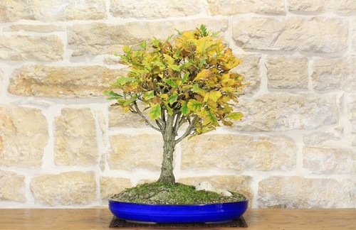 Bonsai quercia roverella - bonsai,