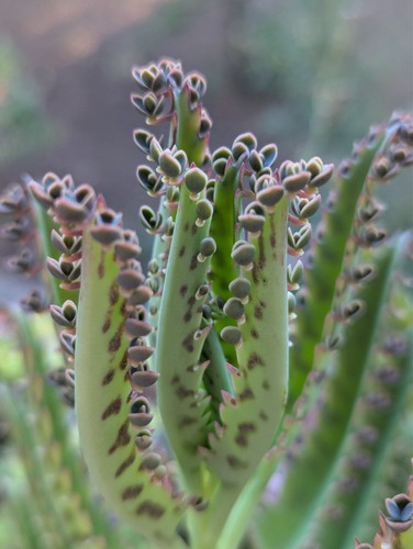 Semi kalanchoe - 5,