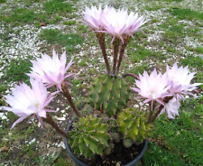 Cactus Echinopsis Oxigona