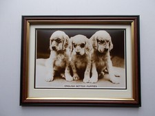DOG PHOTO'S - ENGLISH SETTER