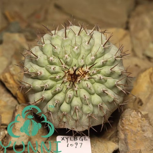Copiapoa columna alba - copiapoa, columna-alba