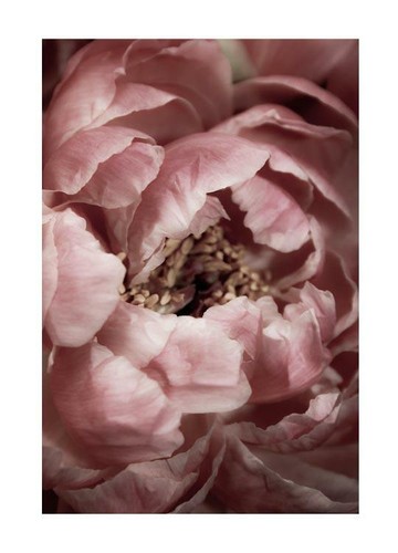 Stampa moderna fiori poster - moderna,