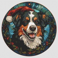 Pastore australiano cane