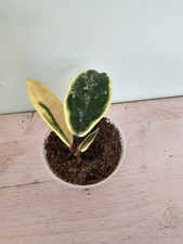 celeste HOYA Hoya carnosa