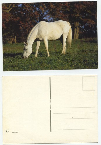 18401 cavallo bianco muffa - -,