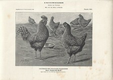 Stampa antica GALLI e GALLINE