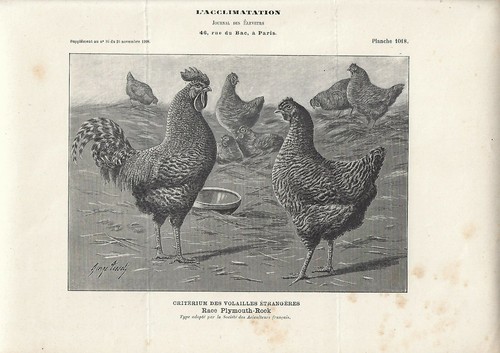 Stampa antica galli - stampa,
