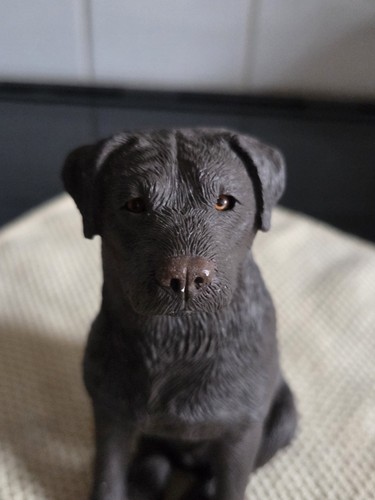 Sandicast chocolate labrador - sandicast,