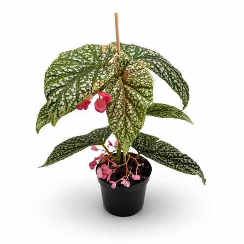 Begonia snowcap rosa variegata - rosa,