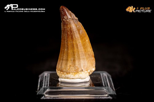 Dente fossile mosasaurus - dente,