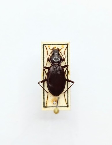 Entomology taxidermy - taxidermy,